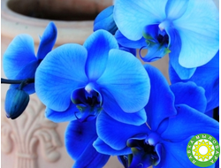 Голубая орхидея и кашемир