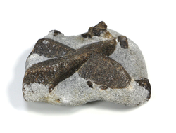 Ставролит, сросток кристаллов "косой крест" на сланце, Россия, Кольский п-ов (79*57*28 мм, 186 г) №23688