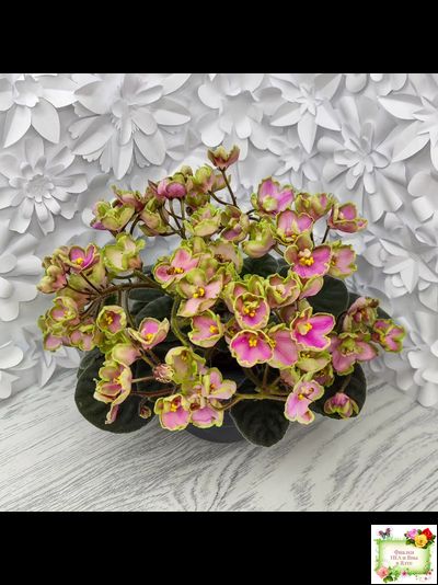 ЛЕ-Ярита (Е.Лебецкая) 2016 г.