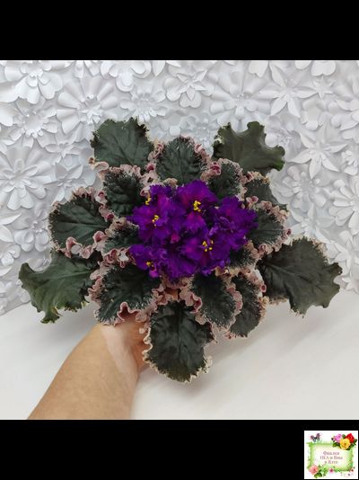 ВаТ-Тип-Топ (Т. Валькова) 2015 г. (лист посажен 04.02.26)