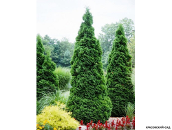 Туя Холмстрап - Holmstrup