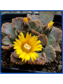 Titanopsis fulleri