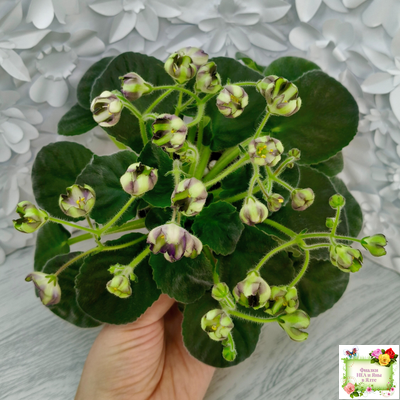 7 Белок (Калгины) химера (стартер сорт)