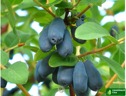 Жимолость "Пингвин"