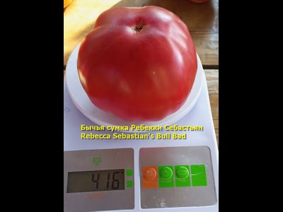 Томат Бычья сумка Ребекки Себастьян (Rebecca Sebastian's Bull Bad, США)