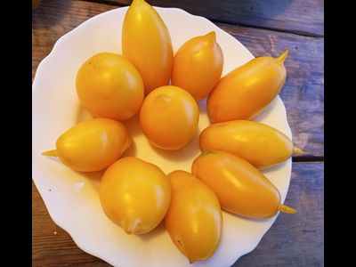 Томат Веерные лимоны (усл)