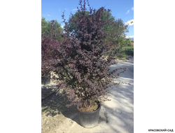 Барбарис Суперба - Superba