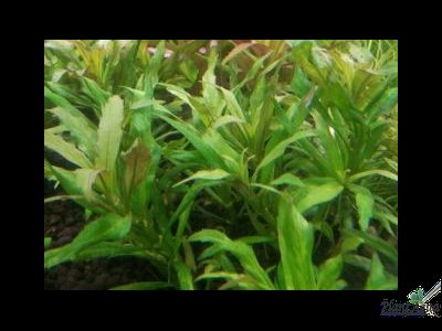 Лютик водный