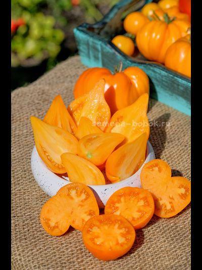 Томат Заилийский Алатау Желтый, 10 шт