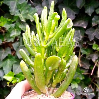 Crassula Hobbit