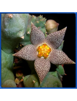 Piaranthus comptus ES 2331