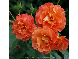 Вестерланд