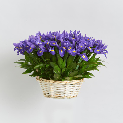 51 ирис в корзине