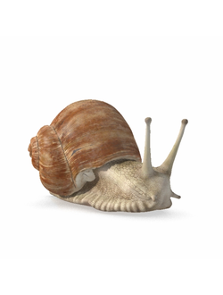 улитки Улитка Snail 2