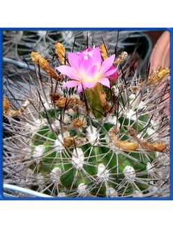 Neoporteria nigrihorrida GM 1596