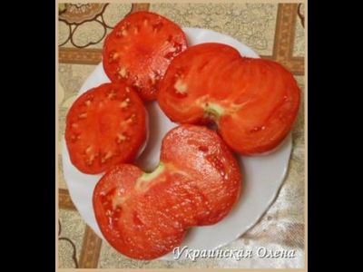 Томат Украинская Алена (Olena Ukrainian)