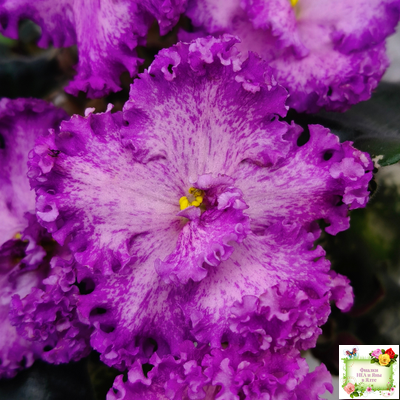 РС-Тропикана (С. Н. Репкина) 2015 г.