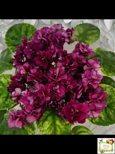 СВ-Город Солнечногорск (О.Емельянова) 2023 г. трейлер