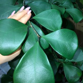 Ficus Triangularis Natali Trinova / фикус треугольный тринова