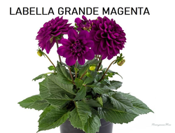 Георгин Labella Grange Magenta