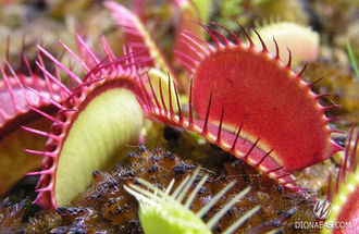 Dionaea muscipula Red Line