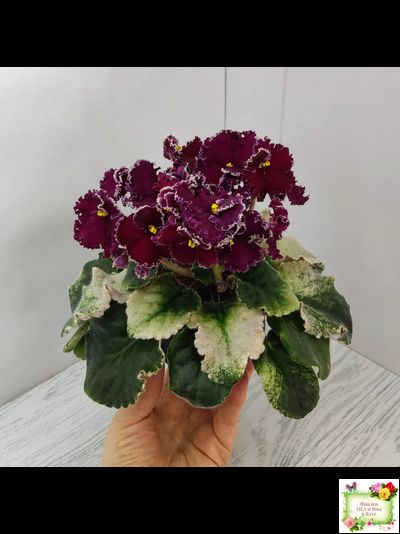 ЛЕ-Шелковые Кружева (Е. Лебецкая) 2017 г. (лист посажен 28.01.26)