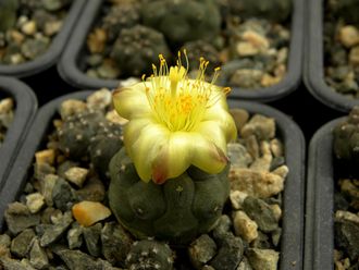 Copiapoa hypogaea  - 5 семян