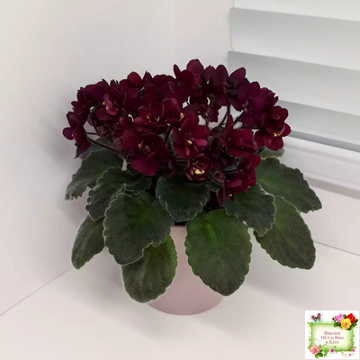 Jolly Fire (H.Pittman) (9715) 01/15/2007