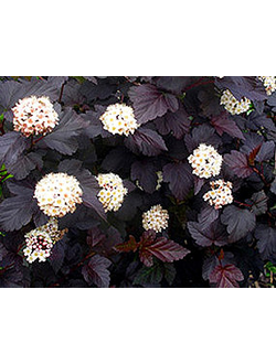 Пузыреплодник калинолистный"Дьяболо"