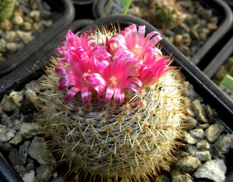 Mammillaria halbingeri - 5 семян