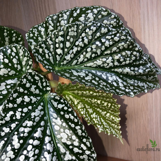 Бегония Comte de Lesseps