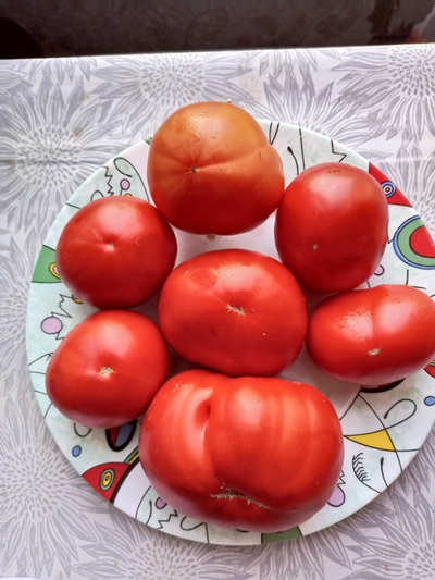 Томат Сластена