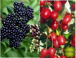 БУЗИНА, ГУМИ (ЛОХ многоцветковый)