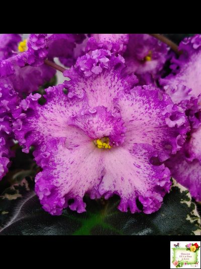 РС-Тропикана (С. Н. Репкина) 2015 г.