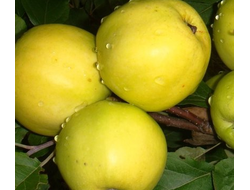 Яблоня Подарок осени (ОКС)