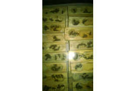 Пчеломатки, упакованы для продажи