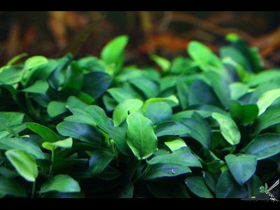 Анубиас Бартери Петит