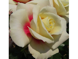 Rising Sun (Ризинг Сан) фл