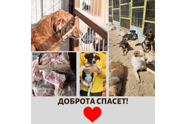 02.06 мы передали наши с вами подарки подопечным куратора Юлии Пильщиковой (приют Хвостики) За период с 08.05 по 01.06 сумма по благотворительным купонам составила 2234 руб. Всем, кто принимает участие в акции, от сободеток большое спасибо! 