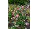 Хризантема Розовая Ромашка