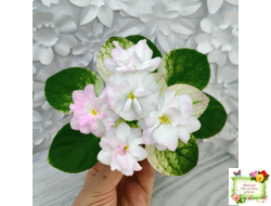 СВ-Город Грасс (О. Емельянова) 2024 г. трейлер (лист укоренённый)