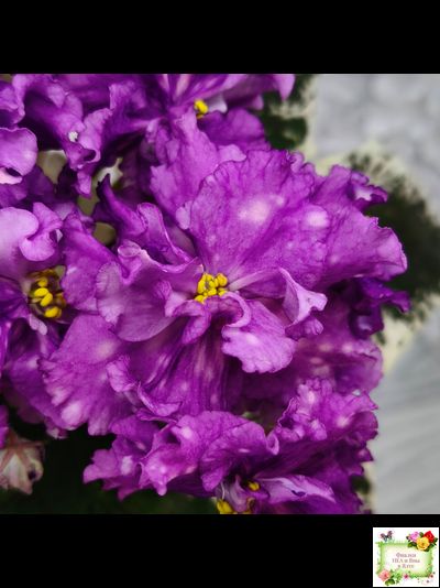 ВаТ-Шоколадное Настроение (Т. Валькова) 2019 г.