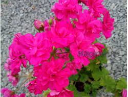 Пеларгония Ирида ЗА Роскошь