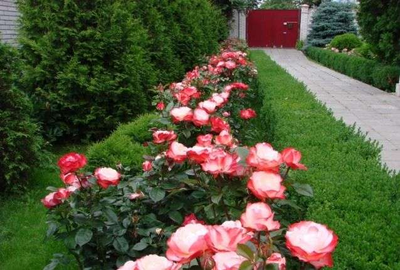 Роза Ностальжи (Nostalgie) ОКС, Россия