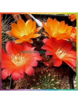 Rebutia margarethae VG 156