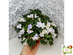 LV-Яночка (Л. Шевелева) 2023 г. трейлер (пасынок-стартер сорт посажен 10.07.25)