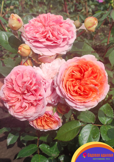 Чиппендейл (Chippendale)