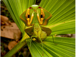 ЛИСТОВИДНЫЙ БОГОМОЛ