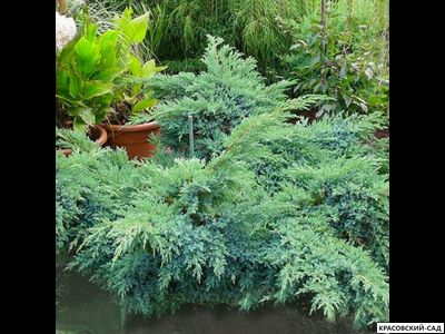 Можжевельник Блю Свид - Blue Swede