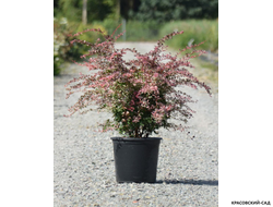 Барбарис Харлеквин - Harlequin